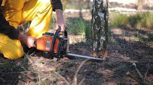 Best Tree Trimming and Pruning  in Dowagiac, MI