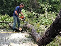 Best Tree Maintenance Programs  in Dowagiac, MI