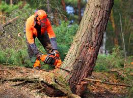 Best Stump Grinding and Removal  in Dowagiac, MI