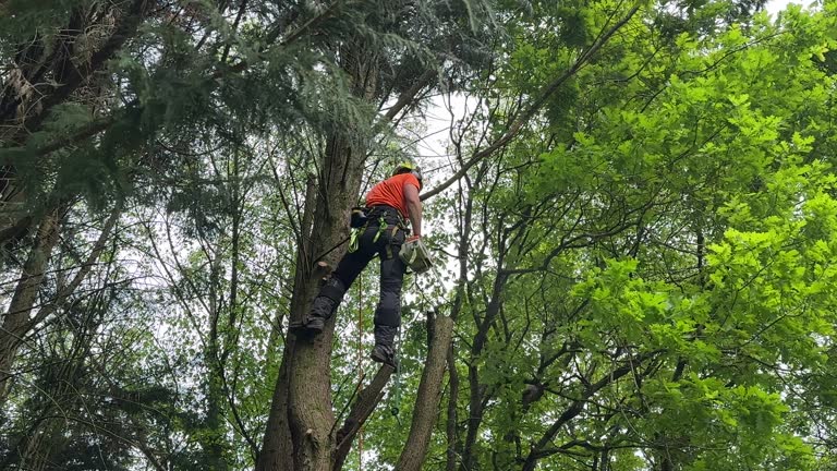 Best Palm Tree Trimming  in Dowagiac, MI