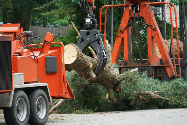 Best Tree and Shrub Care  in Dowagiac, MI