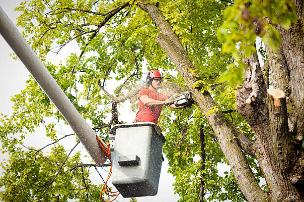 Best Hazardous Tree Removal  in Dowagiac, MI