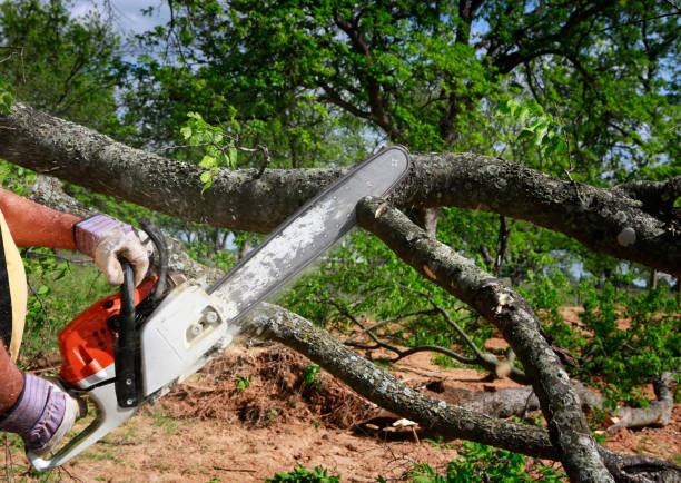 Best Arborist Consultation Services  in Dowagiac, MI